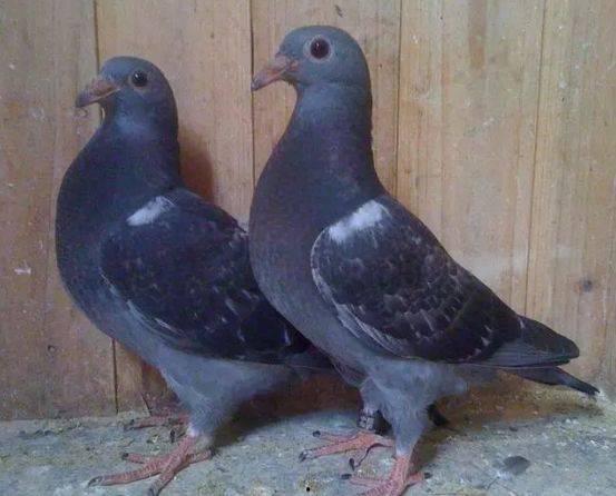 鸽子爆料打架视频大全最新,最新打架视频大全盘点 第3张 鸽子爆料打架视频大全最新,最新打架视频大全盘点 第3张